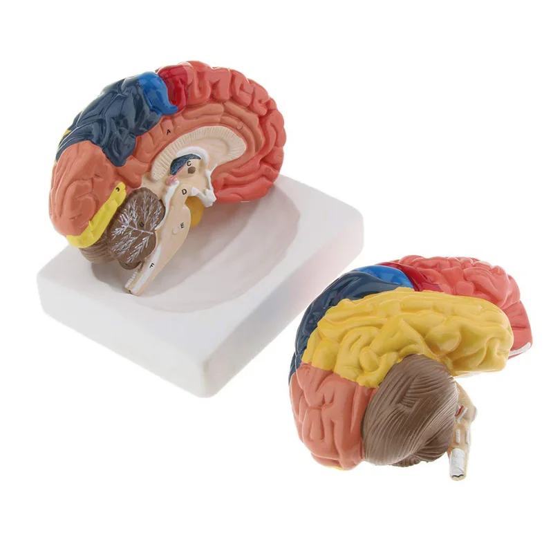 Medical Lab Supplies - 等身大解剖学的人間の脳モデル解剖学医療モデル1:1 hersenen brainstem medische onderwijs lab