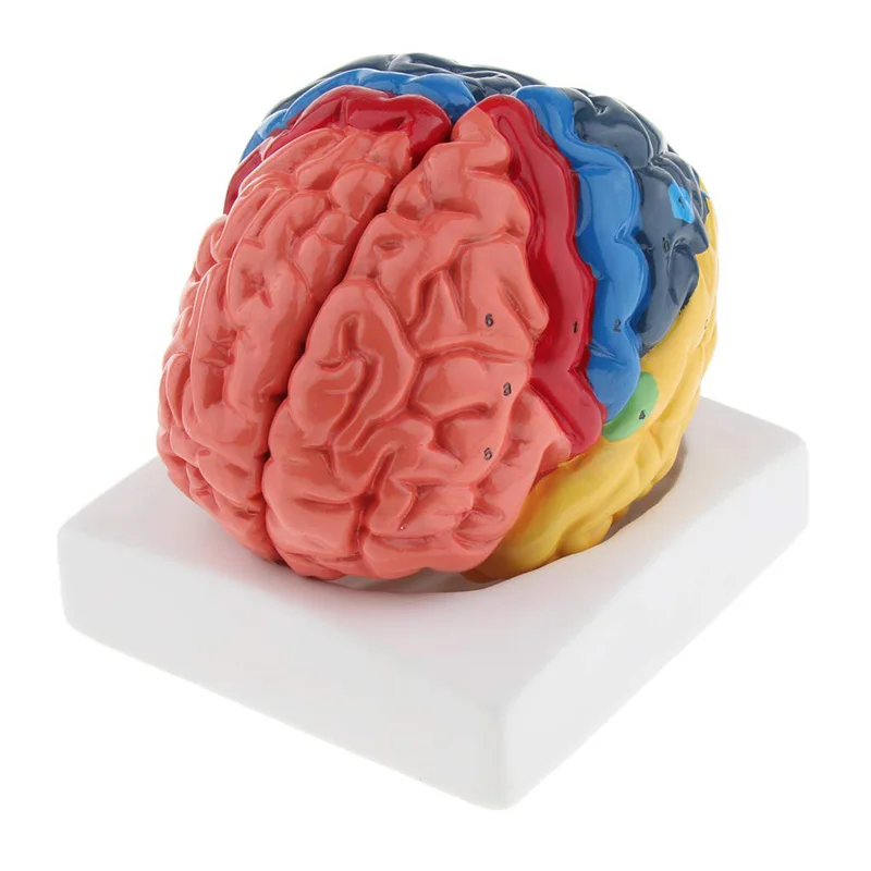 等身大解剖学的人間の脳モデル解剖学医療モデル1:1 hers - Medical Lab Supplies のレビューと価格