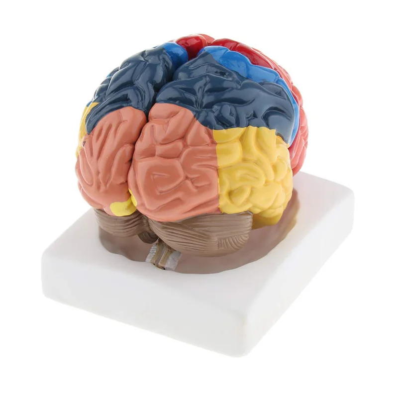 等身大解剖学的人間の脳モデル解剖学医療モデル1:1 hers - Medical Lab Supplies のレビューと価格