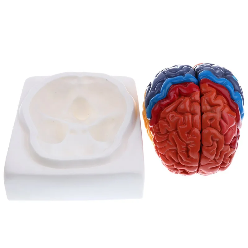 等身大解剖学的人間の脳モデル解剖学医療モデル1:1 hers - Medical Lab Supplies のレビューと価格