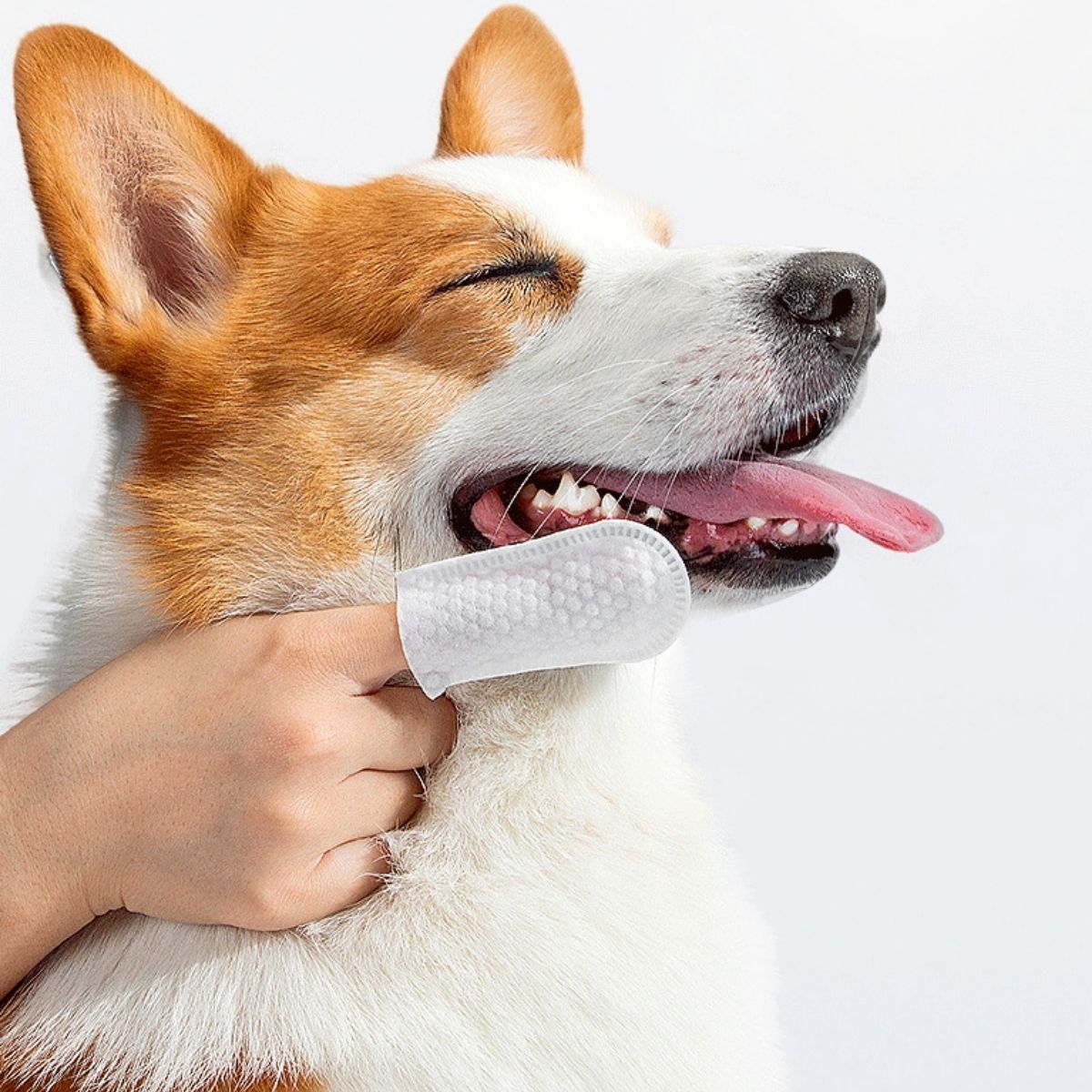 50枚入り コットン製フィンガーコット 犬用耳掃除ワイプ ペ - Disposable Gloves Nitrile のレビューと価格