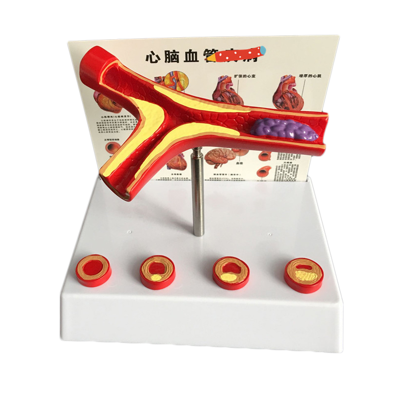 50倍の人間の回転テルスナチュラルモデル実験用品 - Medical Lab Supplies のレビューと価格